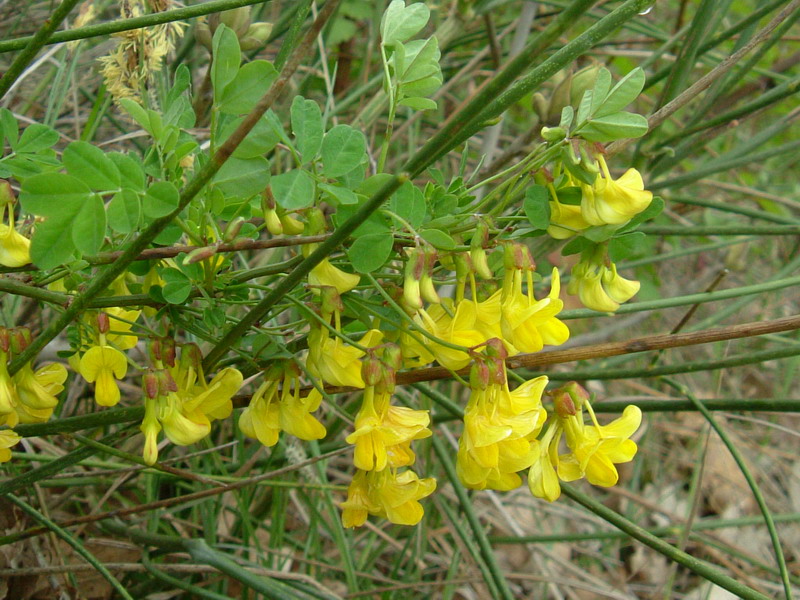 Emerus major (=Coronilla emerus) / Cornetta dondolina